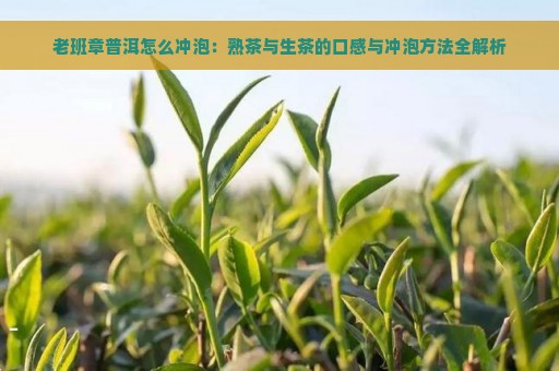 老班章普洱怎么冲泡：熟茶与生茶的口感与冲泡方法全解析