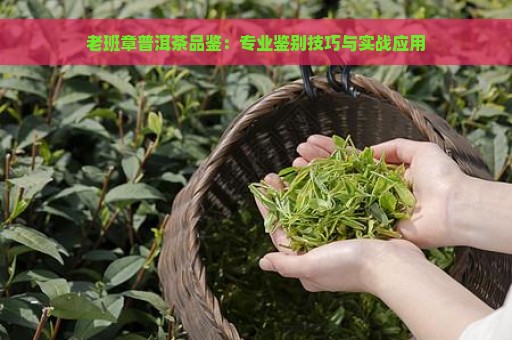 老班章普洱茶品鉴：专业鉴别技巧与实战应用