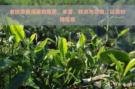 老班章普洱茶的意思、来源、特点与功效，以及价格信息