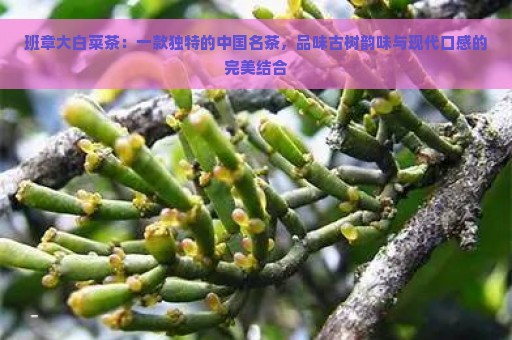 班章大白菜茶：一款独特的中国名茶，品味古树韵味与现代口感的完美结合