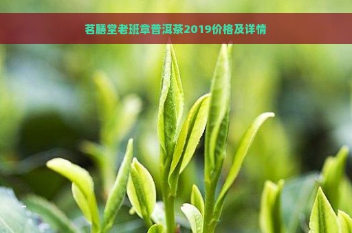 茗膳堂老班章普洱茶2019价格及详情