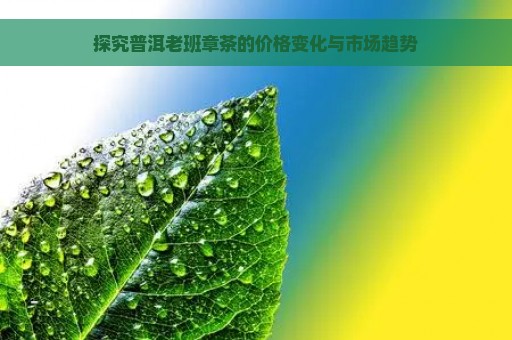 探究普洱老班章茶的价格变化与市场趋势