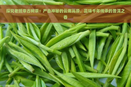 探究老班章古树茶：产自神秘的云南高原，品味千年传承的普洱之香