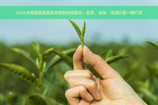 2020年老班章普洱茶古树茶价格解析：品质、年份、市场行情一网打尽