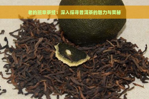 老的班章茶经：深入探寻普洱茶的魅力与奥秘