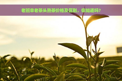 老班章老茶头熟茶价格及区别，你知道吗？