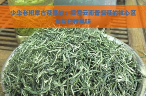 少华老班章古茶基地：探索云南普洱茶的核心区域与独特风味