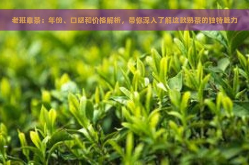 老班章茶：年份、口感和价格解析，带你深入了解这款熟茶的独特魅力