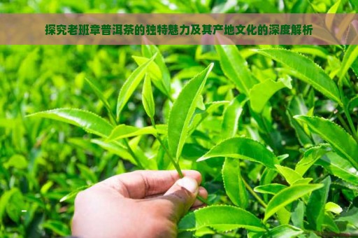 探究老班章普洱茶的独特魅力及其产地文化的深度解析