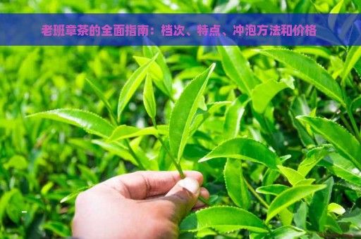 老班章茶的全面指南：档次、特点、冲泡方法和价格 