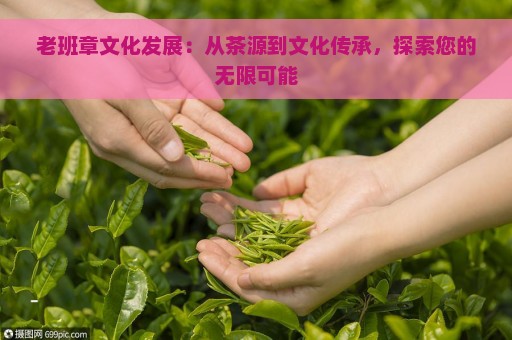 老班章文化发展：从茶源到文化传承，探索您的无限可能