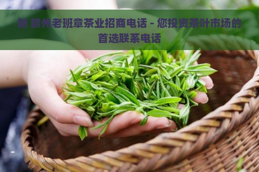 新 赣州老班章茶业招商电话 - 您投资茶叶市场的首选联系电话