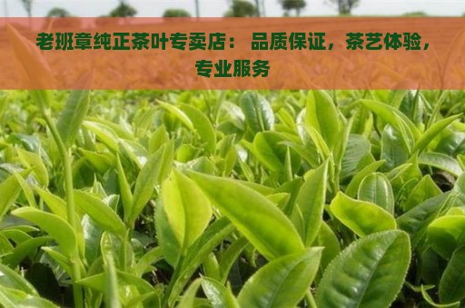 老班章纯正茶叶专卖店： 品质保证，茶艺体验，专业服务