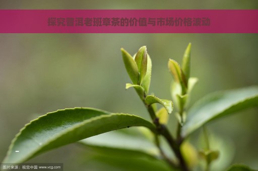 探究普洱老班章茶的价值与市场价格波动