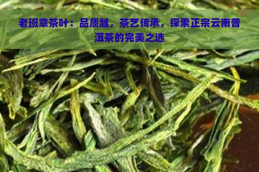 老班章茶叶：品质越，茶艺传承，探索正宗云南普洱茶的完美之选