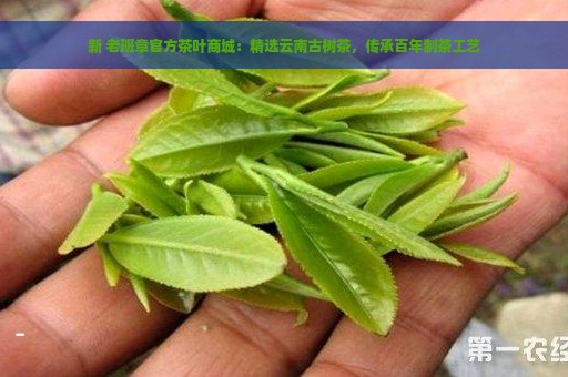 新 老班章官方茶叶商城：精选云南古树茶，传承百年制茶工艺