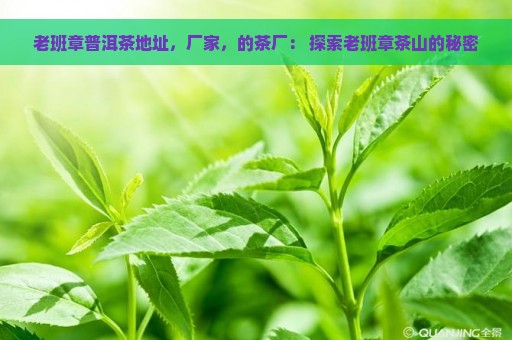 老班章普洱茶地址，厂家，的茶厂： 探索老班章茶山的秘密