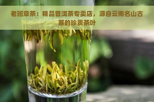 老班章茶：精品普洱茶专卖店，源自云南名山古寨的珍贵茶叶