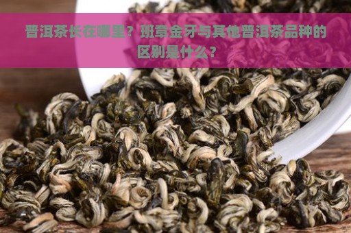 普洱茶长在哪里？班章金牙与其他普洱茶品种的区别是什么？