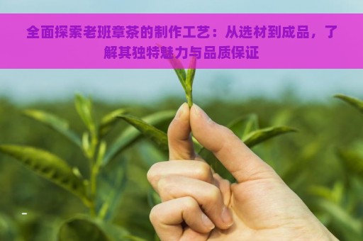 全面探索老班章茶的制作工艺：从选材到成品，了解其独特魅力与品质保证