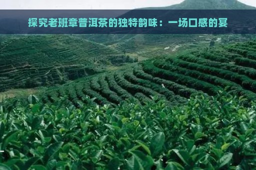 探究老班章普洱茶的独特韵味：一场口感的宴