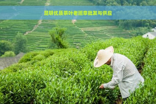 昆明优质茶叶老班章批发与供应