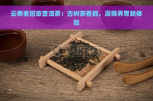 云南老班章普洱茶：古树茶香韵，润喉养胃新体验