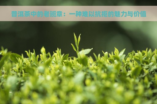 普洱茶中的老班章：一种难以抗拒的魅力与价值