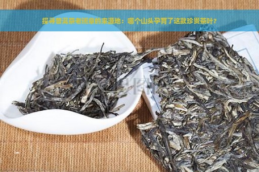 探寻普洱茶老班章的来源地：哪个山头孕育了这款珍贵茶叶？