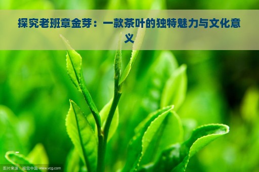 探究老班章金芽：一款茶叶的独特魅力与文化意义