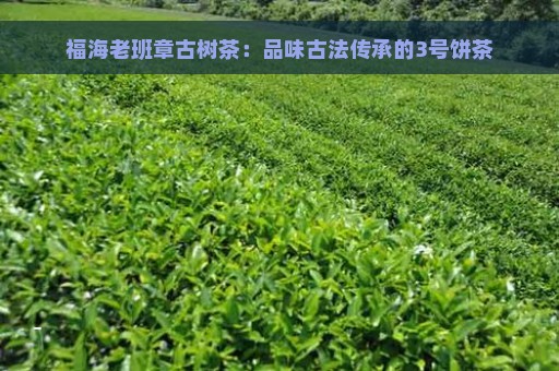 福海老班章古树茶：品味古法传承的3号饼茶