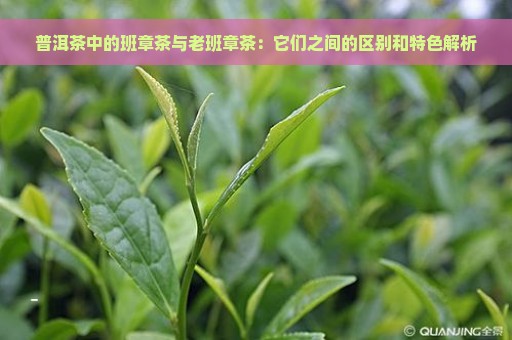 普洱茶中的班章茶与老班章茶：它们之间的区别和特色解析