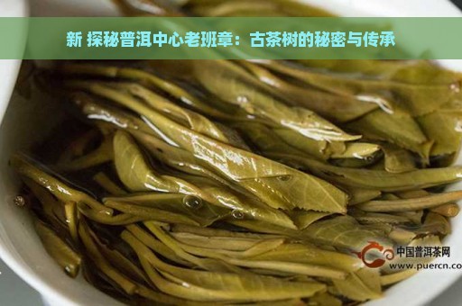 新 探秘普洱中心老班章：古茶树的秘密与传承