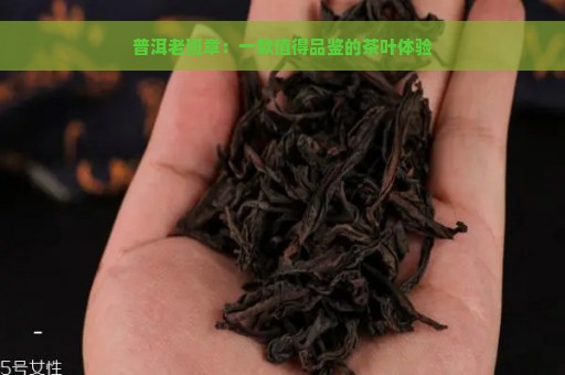 普洱老班章：一款值得品鉴的茶叶体验