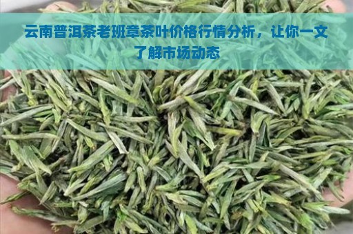 云南普洱茶老班章茶叶价格行情分析，让你一文了解市场动态