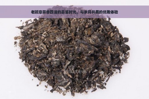 老班章茶香四溢的品鉴时光，与岁月共舞的优雅体验