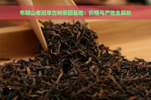 布朗山老班章古树茶园基地：价格与产地全解析