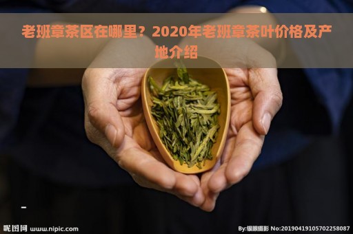 老班章茶区在哪里？2020年老班章茶叶价格及产地介绍