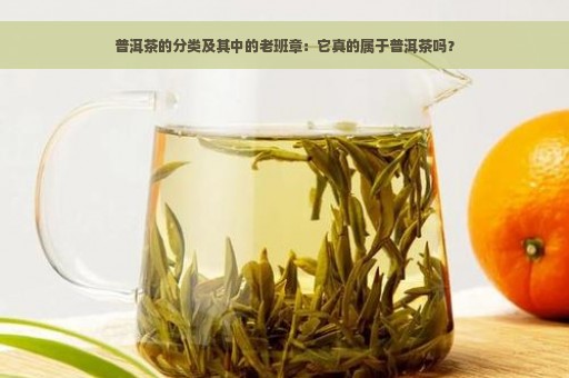 普洱茶的分类及其中的老班章：它真的属于普洱茶吗？