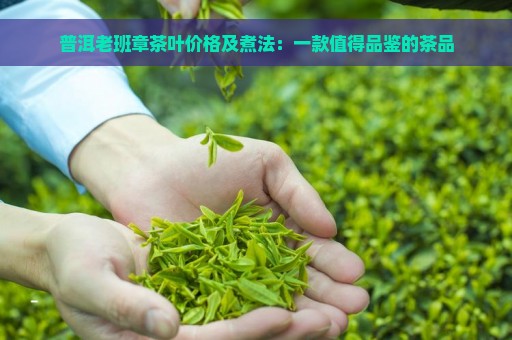 普洱老班章茶叶价格及煮法：一款值得品鉴的茶品