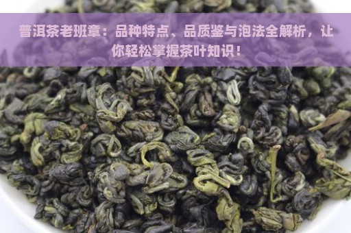 普洱茶老班章：品种特点、品质鉴与泡法全解析，让你轻松掌握茶叶知识！