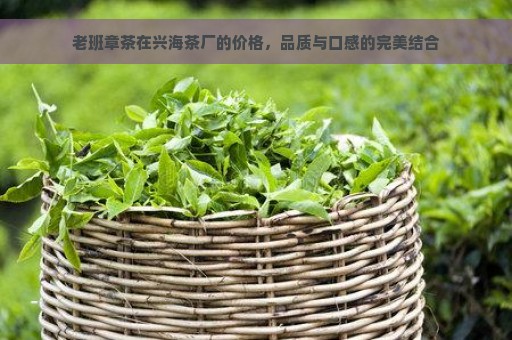 老班章茶在兴海茶厂的价格，品质与口感的完美结合