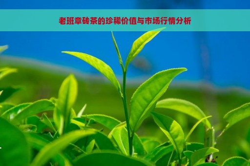 老班章砖茶的珍稀价值与市场行情分析