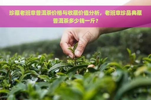 珍藏老班章普洱茶价格与收藏价值分析，老班章珍品典藏普洱茶多少钱一斤？