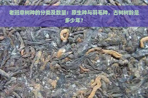 老班章树种的分类及数量：原生种与羽毛种，古树树龄是多少年？