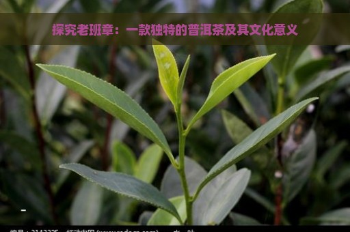 探究老班章：一款独特的普洱茶及其文化意义