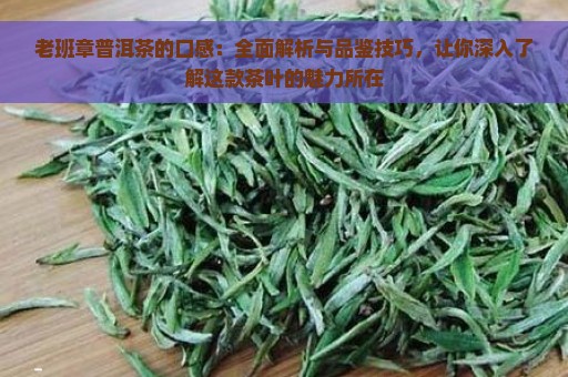 老班章普洱茶的口感：全面解析与品鉴技巧，让你深入了解这款茶叶的魅力所在