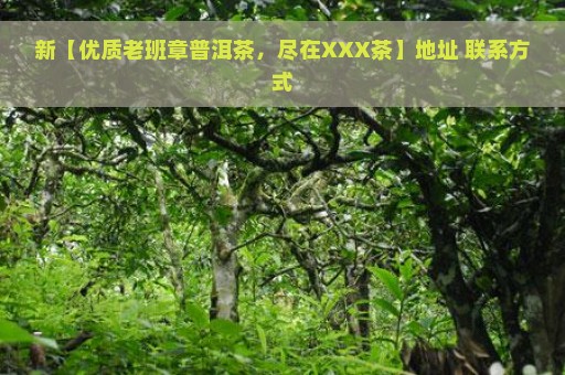 新【优质老班章普洱茶，尽在XXX茶】地址 联系方式