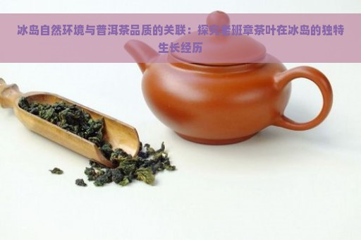 冰岛自然环境与普洱茶品质的关联：探究老班章茶叶在冰岛的独特生长经历