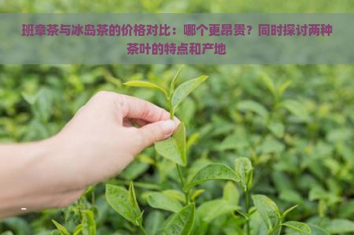 班章茶与冰岛茶的价格对比：哪个更昂贵？同时探讨两种茶叶的特点和产地